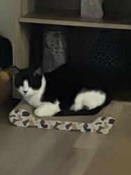 Lost Male Cat last seen Camino real, Miami, FL 33143
