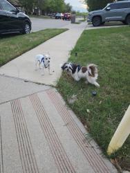 Found/Stray Male Dog last seen Toni & Mcpherson, Crowley, TX 76036