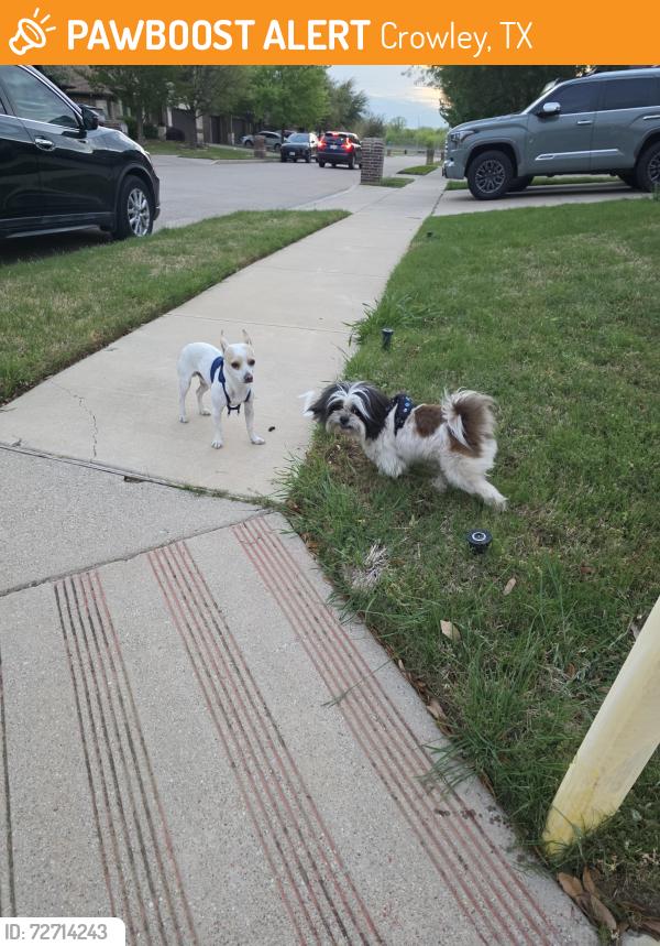 Found/Stray Male Dog last seen Toni & Mcpherson, Crowley, TX 76036