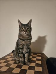 Lost Female Cat last seen Rosa Rd and SW 190th Ave, Aloha, OR 97007