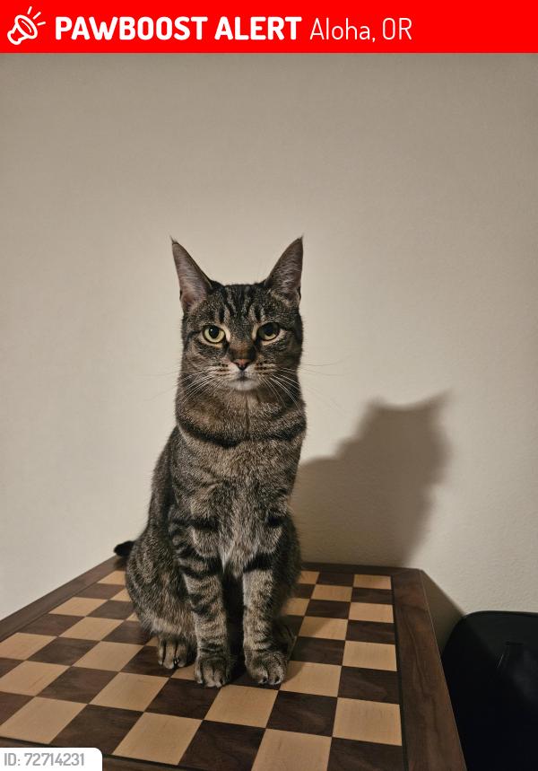 Lost Female Cat last seen Rosa Rd and SW 190th Ave, Aloha, OR 97007