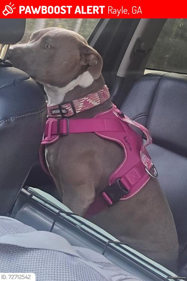 Lost Female Dog last seen Barnett Farm, Rayle, GA 30660