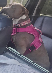 Lost Female Dog last seen Barnett Farm, Rayle, GA 30660
