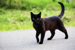 Found/Stray Unknown Cat last seen Janeview Drive, Chattanooga, TN 37421, Chattanooga, TN 37421