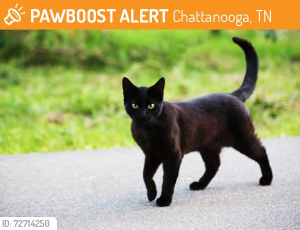Found/Stray Unknown Cat last seen Janeview Drive, Chattanooga, TN 37421, Chattanooga, TN 37421