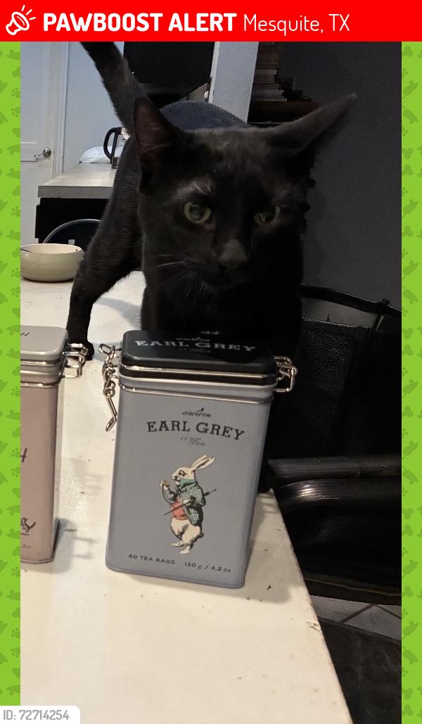 Lost Male Cat last seen Poteet high school , apmts next door, Mesquite, TX 75150