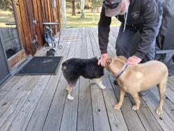 Found/Stray Female Dog last seen Between Rudy rd  and conarn, Bend, OR 97703