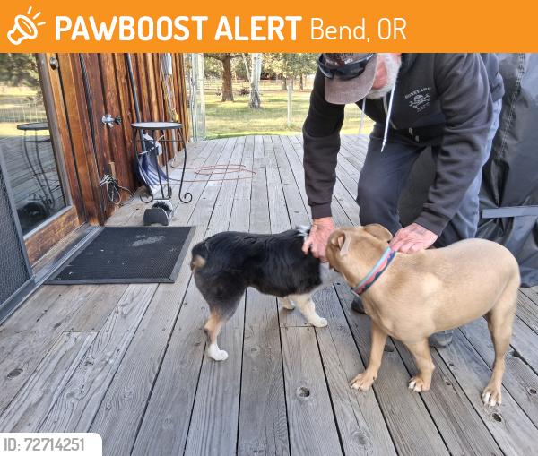 Found/Stray Female Dog last seen Between Rudy rd  and conarn, Bend, OR 97703