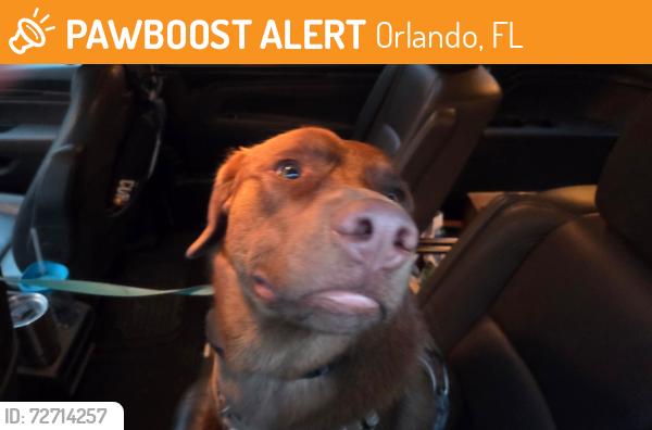 Found/Stray Male Dog last seen Lake Picket and North Tanner, Orlando, FL 32826