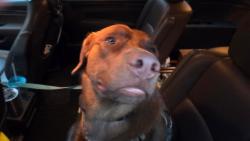 Found/Stray Male Dog last seen Lake Picket and North Tanner, Orlando, FL 32826