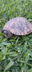 Found/Stray Unknown Reptile last seen Ramona, Baldwin Park, CA 91706
