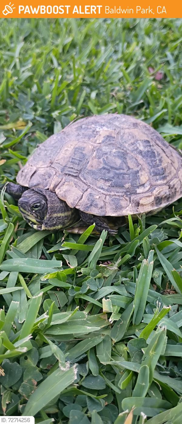 Found/Stray Unknown Reptile last seen Ramona, Baldwin Park, CA 91706