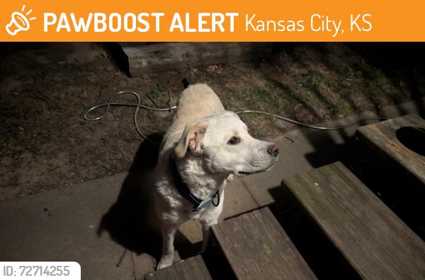 Found/Stray Male Dog last seen S 41st St and Metropolitan Ave, Kansas City, KS 66106