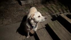 Found/Stray Male Dog last seen S 41st St and Metropolitan Ave, Kansas City, KS 66106