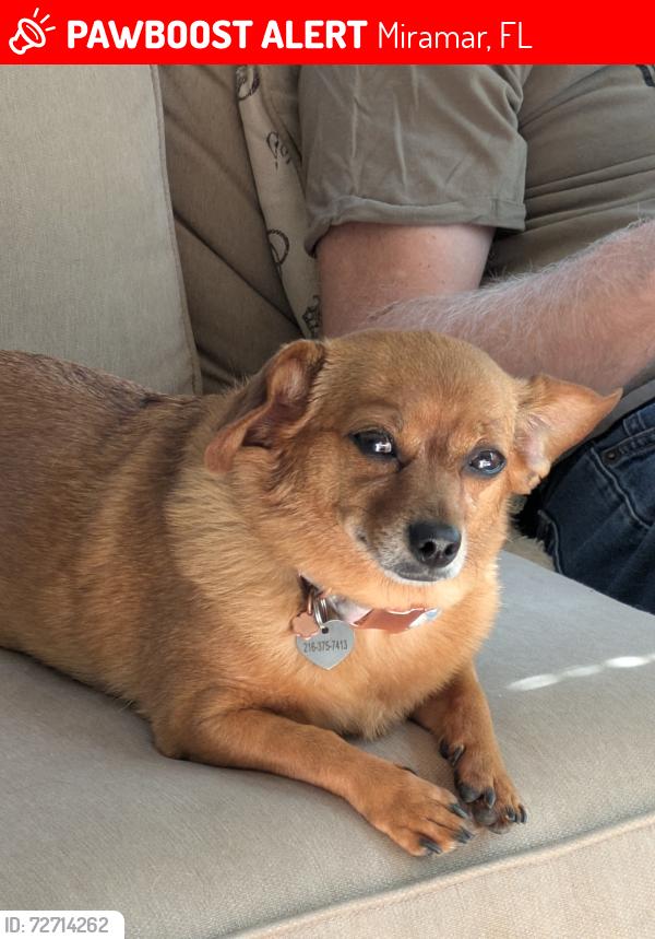 Lost Female Dog last seen Cedar and Belvoir , Miramar, FL 33025