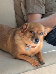 Lost Female Dog last seen Cedar and Belvoir , Miramar, FL 33025