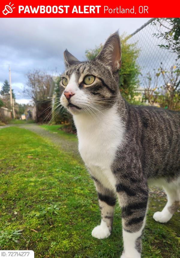 Lost Male Cat last seen 55th and Hassalo, Portland, OR 97213