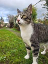 Lost Male Cat last seen 55th and Hassalo, Portland, OR 97213
