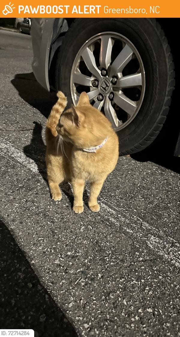 Found/Stray Male Cat last seen Behind Bagner Alexa restaurant spring garden , Greensboro, NC 27403