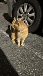 Found/Stray Male Cat last seen Behind Bagner Alexa restaurant spring garden , Greensboro, NC 27403