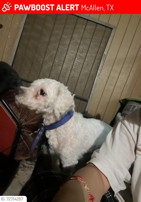 Lost Male Dog last seen Neighbor walmart , McAllen, TX 78504