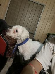Lost Male Dog last seen Neighbor walmart , McAllen, TX 78504