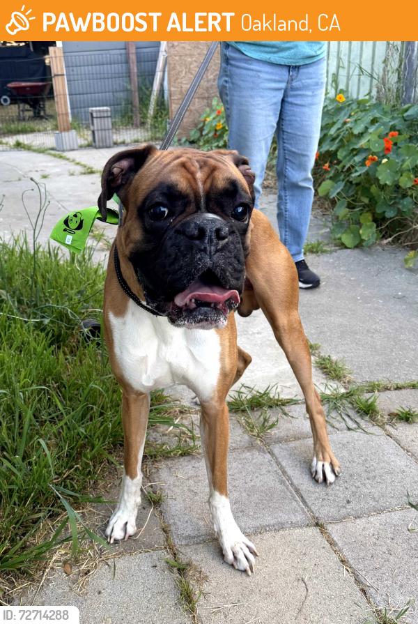 Found/Stray Male Dog last seen 18th and Peralta, Oakland, CA 94607