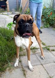 Found/Stray Male Dog last seen 18th and Peralta, Oakland, CA 94607