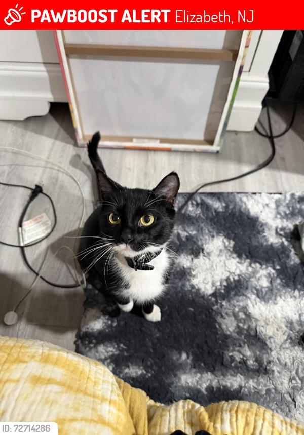 Lost Female Cat last seen Near court street and 1st street, Elizabeth, NJ 07206