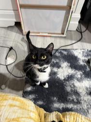 Lost Female Cat last seen Near court street and 1st street, Elizabeth, NJ 07206