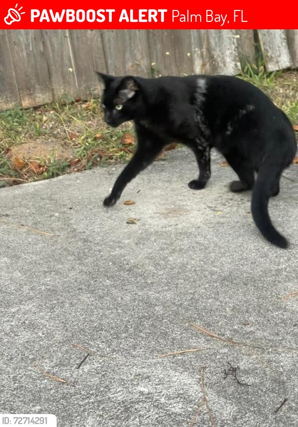 Lost Male Cat last seen Wildwood ave sw, Palm Bay, FL 32908