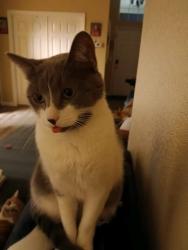 Lost Female Cat last seen Washington/Cimarron , Las Vegas, NV 89128