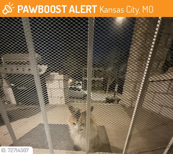 Found/Stray Female Cat last seen 31st & Brooklyn, Kansas City, MO 64109