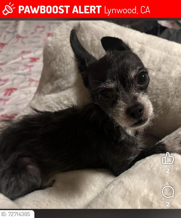 Lost Female Dog last seen Atlantic ave/carlin ave, Lynwood, CA 90262