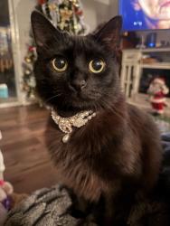 Lost Female Cat last seen Lambert and Beach blvd , La Habra, CA 90631