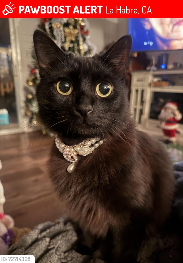 Lost Female Cat last seen Lambert and Beach blvd , La Habra, CA 90631