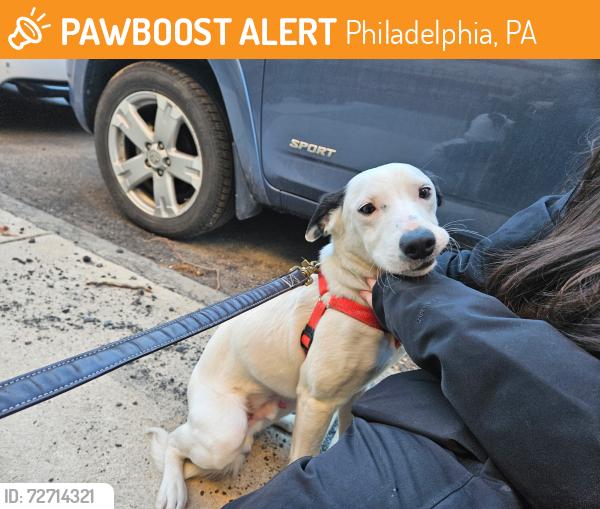 Found/Stray Male Dog last seen 19th and Mt Vernon, Philadelphia, PA 19130