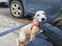 Found/Stray Male Dog last seen 19th and Mt Vernon, Philadelphia, PA 19130