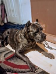 Lost Female Dog last seen San Carlos, San Jose, CA 95125