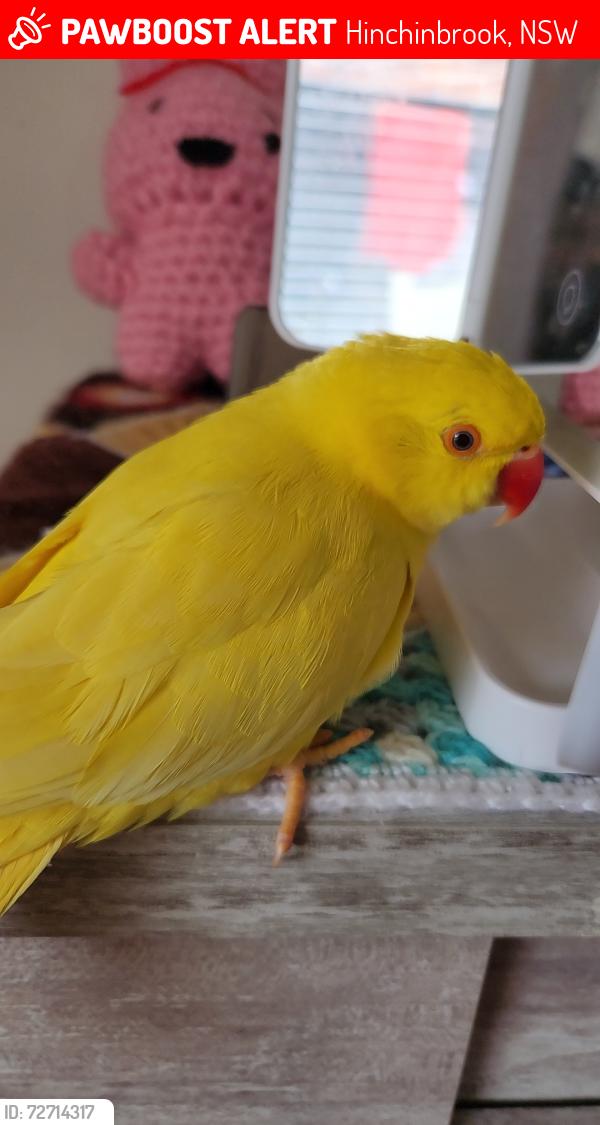 Lost Female Bird last seen Inverell ave hinchinbrook, Hinchinbrook, NSW 2168