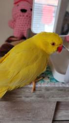 Lost Female Bird last seen Inverell ave hinchinbrook, Hinchinbrook, NSW 2168