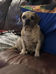 Lost Male Dog last seen Ben Geren Park, Fort Smith, AR 72916