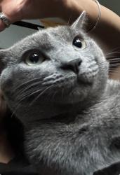 Lost Male Cat last seen Woodlawn cir , East Hartford, CT 06108