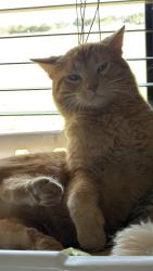 Lost Male Cat last seen Granbury RV park, Granbury, TX 76048