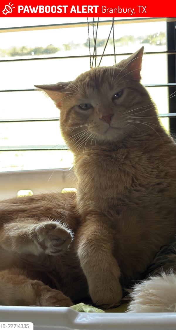 Lost Male Cat last seen Granbury RV park, Granbury, TX 76048