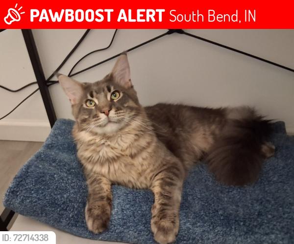 Lost Male Cat last seen Collegue , South Bend, IN 46628