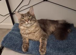 Lost Male Cat last seen Collegue , South Bend, IN 46628