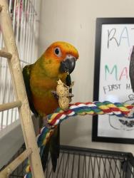 Lost Female Bird last seen 47th Avenue, Miami, FL 33126
