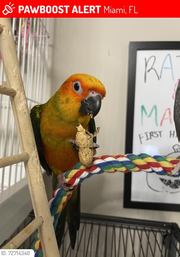Lost Female Bird last seen 47th Avenue, Miami, FL 33126