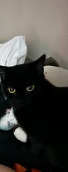 Lost Female Cat last seen Bushnell, cedar, university heights, Whole Foods, University Heights, OH 44118
